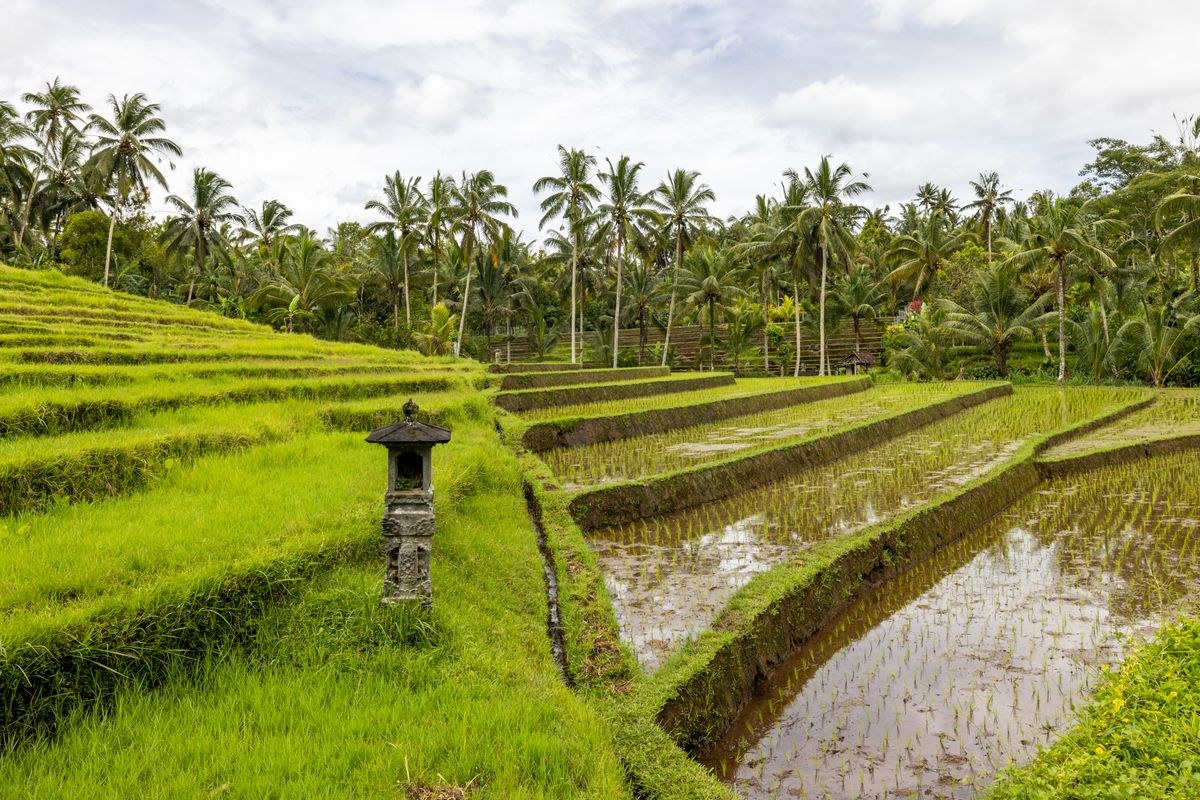 Bali Tropical Bliss