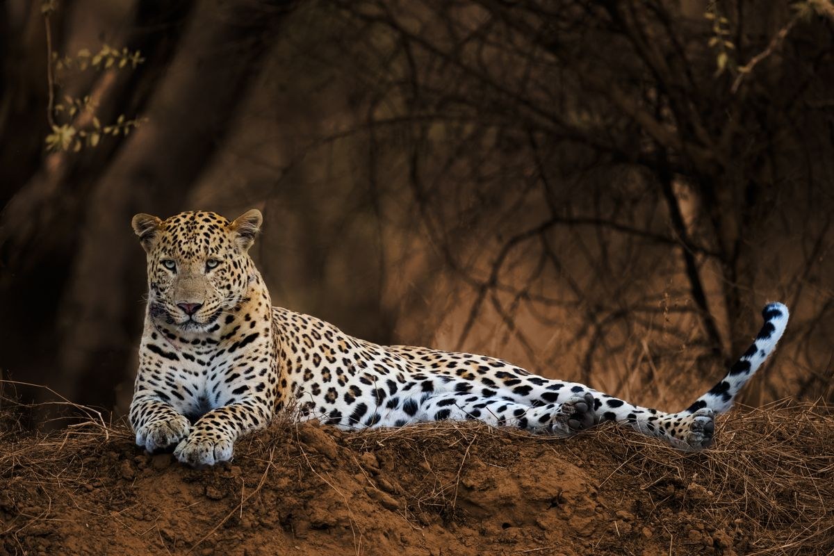 Jaipur Ranthambore Wildlife Tour