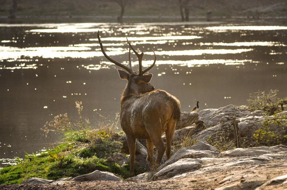 Ranthambore Tiger Safari
