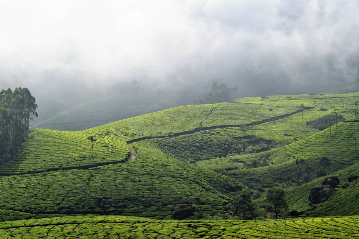 Munnar Tea Garden Escape